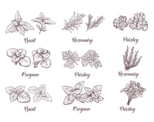 Herbs and spices set. Engraving illustrations for tags.