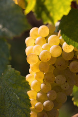 Grape