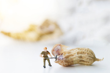 Miniature worker are working open boil peanut .