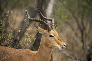 Impala, Aepyceros melampus, male, Parc national Kruger, Afrique du Sud
