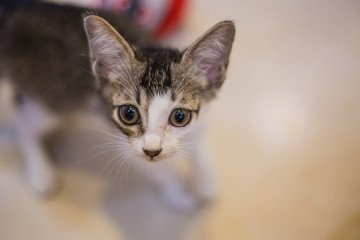 Naklejka premium Two-months old grey-white mixed kitten looking at camera. Selective focus.