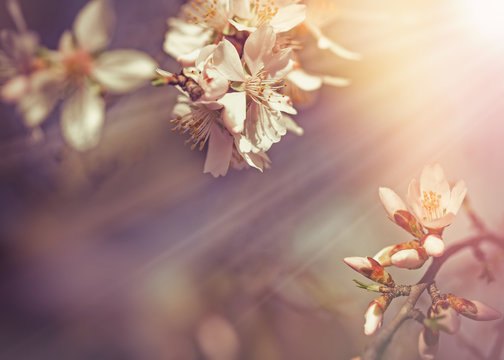 Selective focus on beautiful flowering, blooming fruit tree lit by sun rays