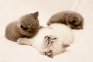 Fototapeta na wymiar Three kittens