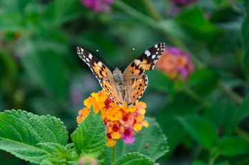 Obraz premium Butterfly on a flower