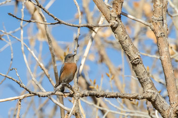 Western Bluebird in cottonwood forest along Rio Grande River in central New Mexico