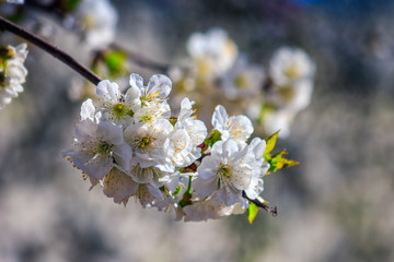 flowers of apple tree on a bulr background