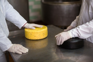 cheese at the dairy, cheese with two working heads