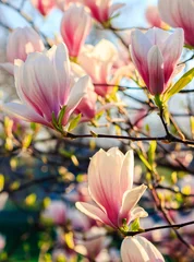 Foto op Plexiglas Magnolia magnolia bloemen op een onscherpe achtergrond