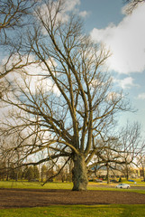 Obraz premium Winter tree