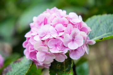 Pink sweet hydrangea flower in the garden