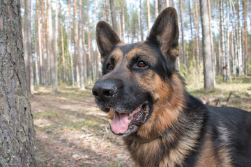 Dog german shepherd in the forest