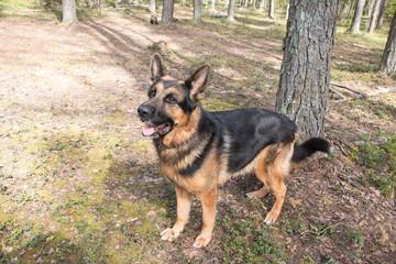 Dog german shepherd in the forest