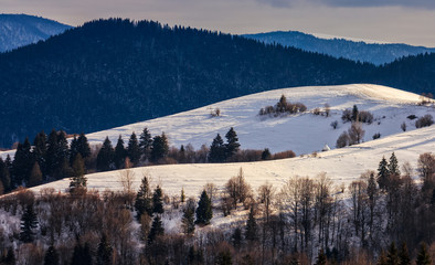 spruce forest on snowy meadow in high mountains