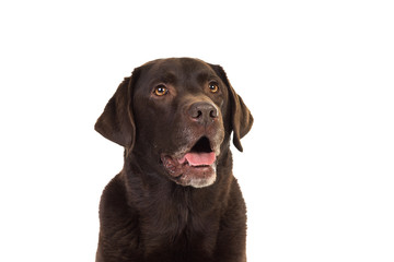 Chocolate brown labrador isolated in white