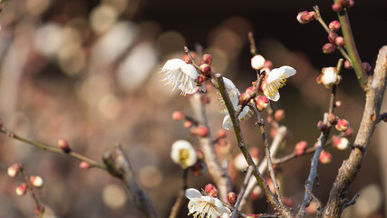 Cherry Blossom