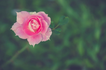 Closeup image of a rose. Soft focus. Retro effect.