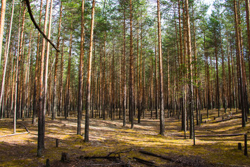 Pine forest in a nice day