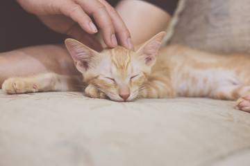 Three-months-old orange-white mixed kitten falling asleep on sofa under master's gender pat. Retro effect. Selective focus.