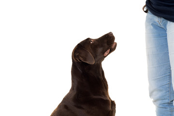 Chocolate brown labrador isolated in white