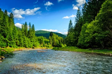 Tuinposter Mountain river among spruce forest © Pellinni
