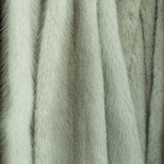 sample of fur of arctic fox