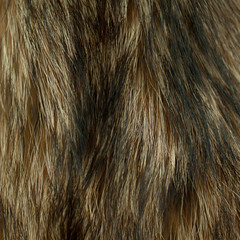 sample of brown-black fur