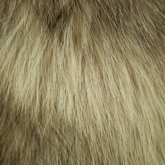 sample of  brown-black fur