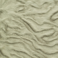 sample of fur of sheep