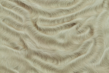 Fototapeta na wymiar sample of fur of sheep