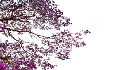 Plakat Ivy colorful tree leaf on white isolate background 