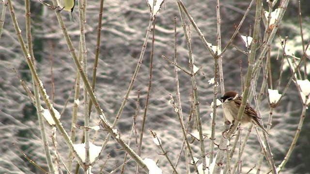 Ein Spatz und eine Blaumeise an einem kahlen winterlichen Strauch