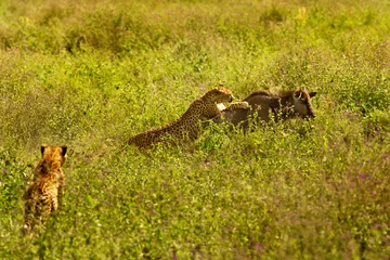 Serengeti-Jagd © netta