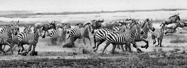 Rolgordijnen Zebra Zebra rennen