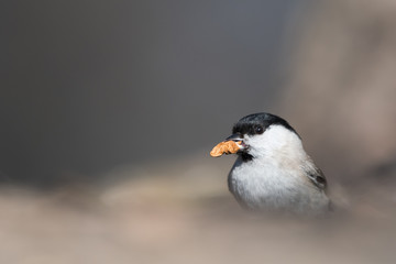 The marsh tit (Poecile palustris) with a nut in his beak.