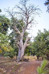 Ein Riesenbaum