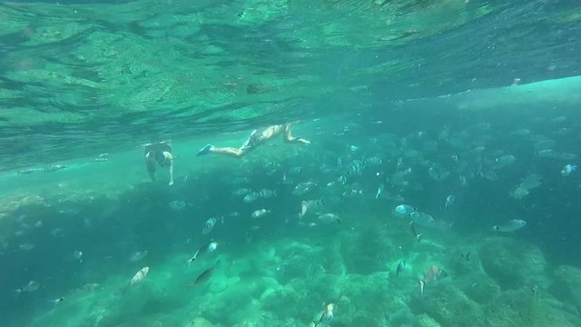 Swimming with fish and kids