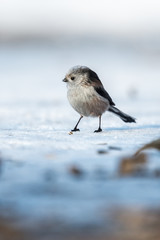 Long-tailed Tit (Aegithalos caudatus) on the ground in the winter time.