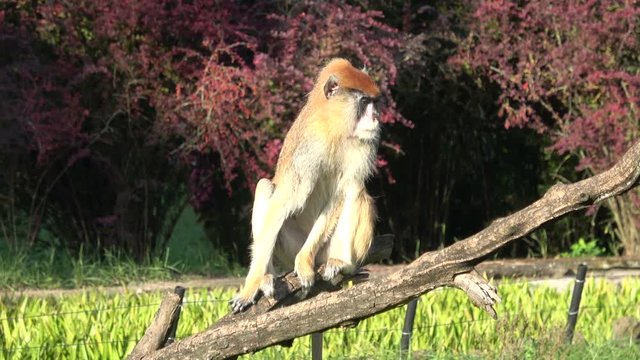 Monkeys in the garden
