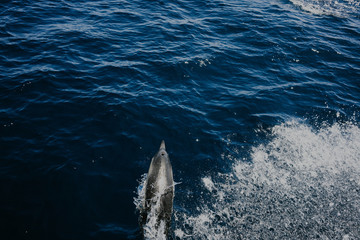 Fototapeta premium Swimming Dolphin in the water