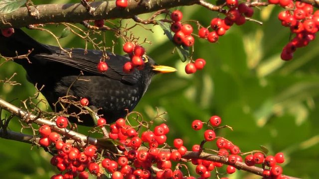 Blackbird on swinging branch feeding on red berries, pooping and flying away