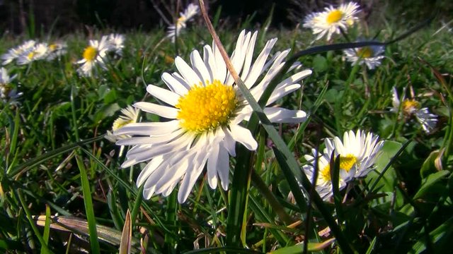 G&auml;nsebl&uuml;mchen zittern im Wind 