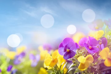 Foto op Plexiglas Viooltjes viooltje bloem