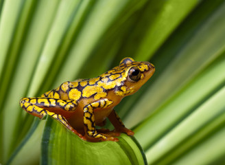 Harlequin poison dart frog