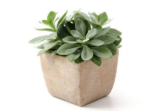 Senecio cephalophorus
