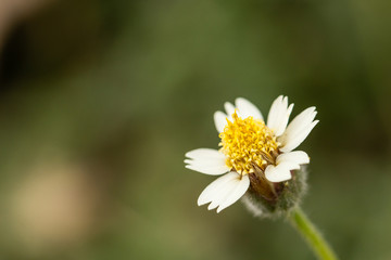 Grass flower with blurry background