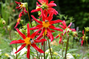 Blumen 707
