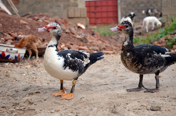 Canards dans la basse cour