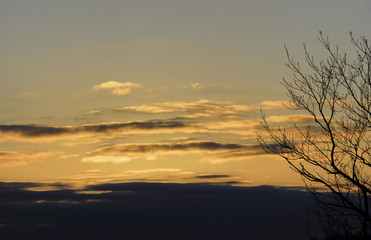 Fototapeta na wymiar Orange peach sunrise sky with winter tree silhouetted on right