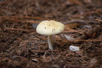 Toad Stool