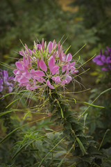 Pink Spider flower - Cleome hassleriana in the garden on blur ba